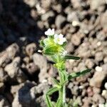 Cryptantha pterocarya flower picture by Ethan Greer (cc-by-sa)