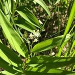 Maianthemum stellatum flower picture by Laura Santa Cruz (cc-by-sa)