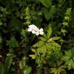 Arabidopsis arenosa flower picture by Eva Švantnerová (cc-by-sa)