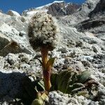 Valeriana pycnantha habit picture by Fabien Anthelme (cc-by-sa)