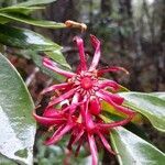 Illicium floridanum flower picture by Eli Small (cc-by-sa)