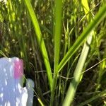 Carex albolutescens leaf picture by Kendra RaiderNature (cc-by-sa)