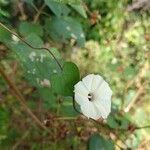 Ipomoea obscura flower picture by Dr Ashwathanarayana Rao (cc-by-sa)