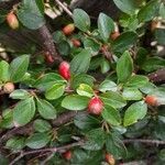 Cotoneaster divaricatus habit picture by Sabina Hartmann (cc-by-sa)