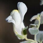 Antirrhinum molle flower picture by Liliane Pessotto (cc-by-sa)