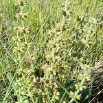 Salvia verbenaca habit picture by Trap Hers (cc-by-sa)