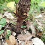 Orobanche rapum-genistae leaf picture by nadal Albert (cc-by-sa)