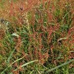 Rumex acetosella flower picture by Anis LIMAMI (cc-by-sa)