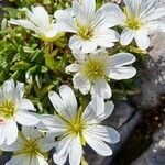 Cerastium julicum flower picture by Jani Zadrgal (cc-by-sa)