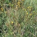 Hypericum annulatum habit picture by susan brown (cc-by-sa)