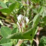 Trifolium scabrum flower picture by Manon Bounous (cc-by-sa)