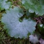 Saxifraga rotundifolia leaf picture by Cristian Zanella Cristian Zanella (cc-by-sa)