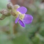 Arabis verna flower picture by Matesanz Ángel (cc-by-sa)