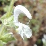 Salvia argentea flower picture by Ricardo Aperador Rubio (cc-by-sa)