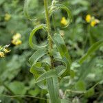 Digitalis lanata leaf picture by Stefan Kamps (cc-by-sa)