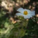 Cistus inflatus flower picture by Dominique Ponton (cc-by-sa)