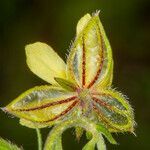 Helianthemum aegyptiacum flower picture by Martin Bishop (cc-by-sa)