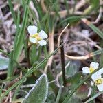 Draba siliquosa flower picture by Fabien Anthelme (cc-by-sa)