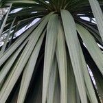 Cordyline australis leaf picture by Caw Vus (cc-by-sa)