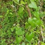 Dioscorea communis habit picture by Frédéric Lançon (cc-by-sa)