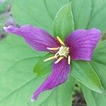 Trillium ovatum flower picture by Alexis Manyrath (cc-by-sa)