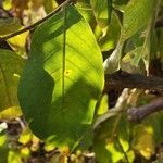 Vangueria madagascariensis leaf picture by susan brown (cc-by-sa)