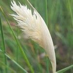 Phalaris coerulescens fruit picture by Monteiro Henrique (cc-by-sa)