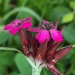 Dianthus giganteus d'urv. flower picture by Stefana Popova (cc-by-sa)