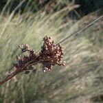 Juncus acutus fruit picture by Sylvain Piry (cc-by-sa)