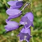 Campanula witasekiana flower picture by Jani Zadrgal (cc-by-sa)