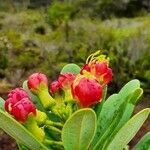 Xanthostemon aurantiacus flower picture by Guillaume JUGE (cc-by-sa)