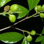 Rinorea squamata fruit picture by Nelson Zamora Villalobos (cc-by-nc)