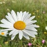 Leucanthemum heterophyllum flower picture by Giovanni Scarmoncin (cc-by-sa)