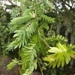 Calliandra surinamensis leaf picture by Noho-Arii petit yvon C (cc-by-sa)