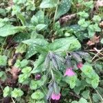 Pulmonaria affinis habit picture by bernard fabier (cc-by-sa)