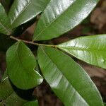 Sideroxylon persimile leaf picture by Nelson Zamora Villalobos (cc-by-nc)