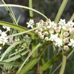 Asclepias woodsoniana flower picture by Nelson Zamora Villalobos (cc-by-nc)