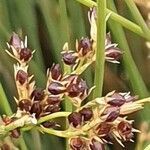 Juncus inflexus fruit picture by joselu_4 (cc-by-sa)