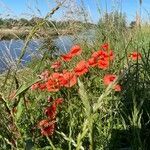 Papaver dubium habit picture by yvon s (cc-by-sa)