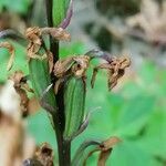 Dactylorhiza fuchsii fruit picture by feuilles alternes (cc-by-sa)