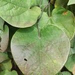 Aristolochia macrophylla leaf picture by Serena boettcher (cc-by-sa)