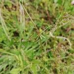 Galium parisiense leaf picture by Dimas Fernández Otero (cc-by-sa)