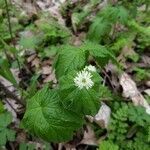 Hydrastis canadensis flower picture by Ian Wick (cc-by-sa)