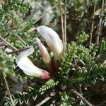 Astragalus tragacantha flower picture by Llandrich anna (cc-by-sa)