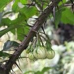 Solanum atropurpureum fruit picture by Trap Hers (cc-by-sa)