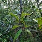 Antidesma madagascariense habit picture by Bernard REYNAUD (cc-by-sa)