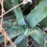 Aloe vera leaf picture by Aline SE (cc-by-sa)