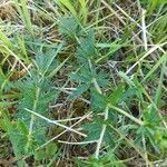 Potentilla erecta leaf picture by Alain Pouzou (cc-by-sa)