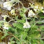 Arabis nova flower picture by Miren Erroteta (cc-by-sa)