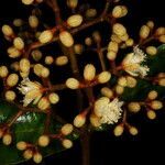 Vismia macrophylla habit picture by Nelson Zamora Villalobos (cc-by-nc)